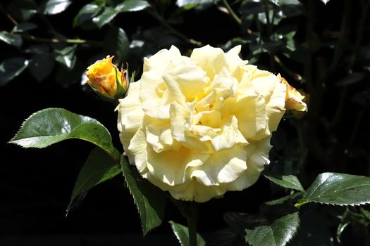 Top view of yellow and orange rose flower in a roses garden with a soft focus background.