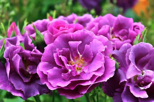 Top view of yellow and orange rose flower in a roses garden with a soft focus background.