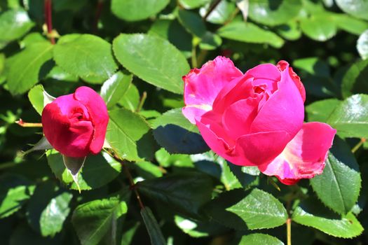 Top view of yellow and orange rose flower in a roses garden with a soft focus background.