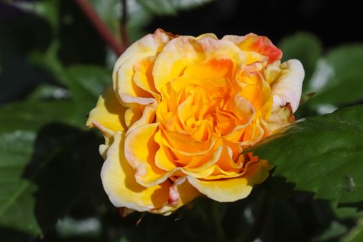 Top view of yellow and orange rose flower in a roses garden with a soft focus background.