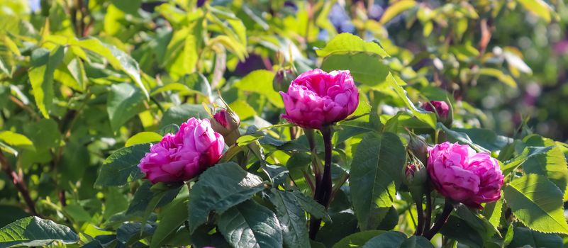 Top view of yellow and orange rose flower in a roses garden with a soft focus background.