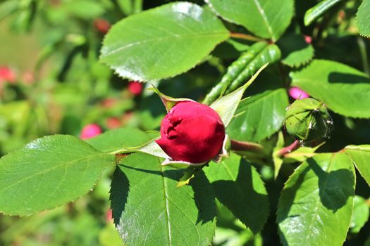 Top view of yellow and orange rose flower in a roses garden with a soft focus background.