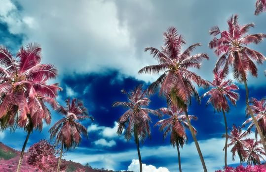 Magical fantasy infrared shots of palm trees on the Seychelles islands.