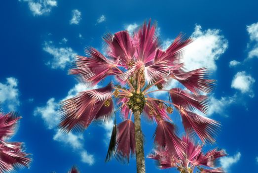 Magical fantasy infrared shots of palm trees on the Seychelles islands.