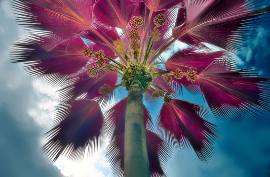 Magical fantasy infrared shots of palm trees on the Seychelles islands.