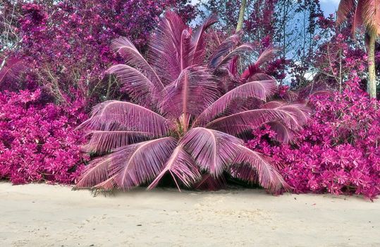 Magical fantasy infrared shots of palm trees on the Seychelles islands.