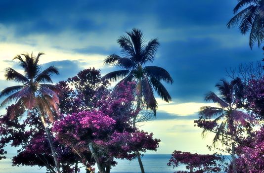 Magical fantasy infrared shots of palm trees on the Seychelles islands.