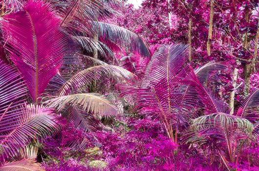 Magical fantasy infrared shots of palm trees on the Seychelles islands.