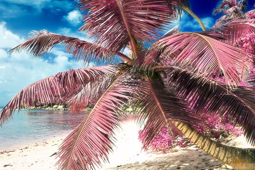 Magical fantasy infrared shots of palm trees on the Seychelles islands.