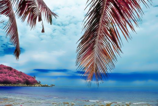 Magical fantasy infrared shots of palm trees on the Seychelles islands.