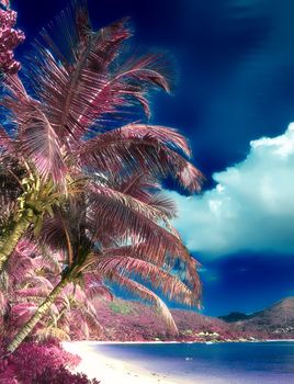 Magical fantasy infrared shots of palm trees on the Seychelles islands.