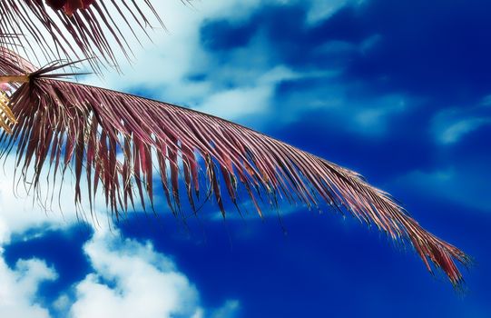 Magical fantasy infrared shots of palm trees on the Seychelles islands.