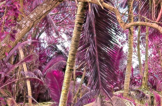 Magical fantasy infrared shots of palm trees on the Seychelles islands.