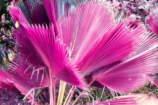 Magical fantasy infrared shots of palm trees on the Seychelles islands.