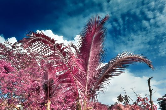 Magical fantasy infrared shots of palm trees on the Seychelles islands.