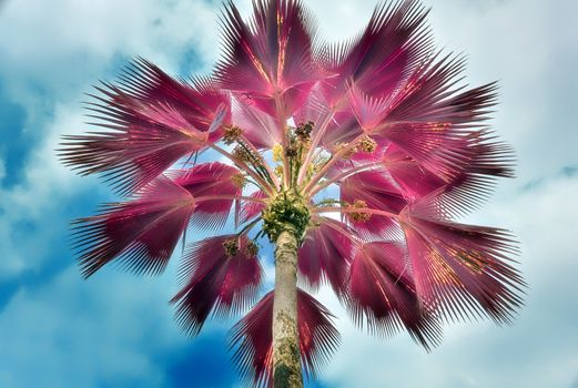 Magical fantasy infrared shots of palm trees on the Seychelles islands.