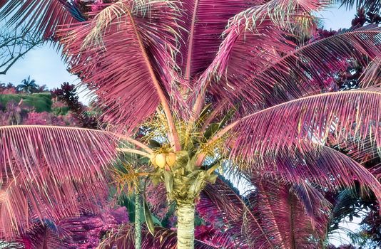 Magical fantasy infrared shots of palm trees on the Seychelles islands.