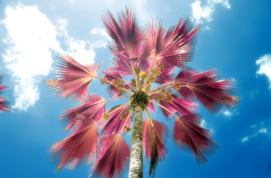 Magical fantasy infrared shots of palm trees on the Seychelles islands.