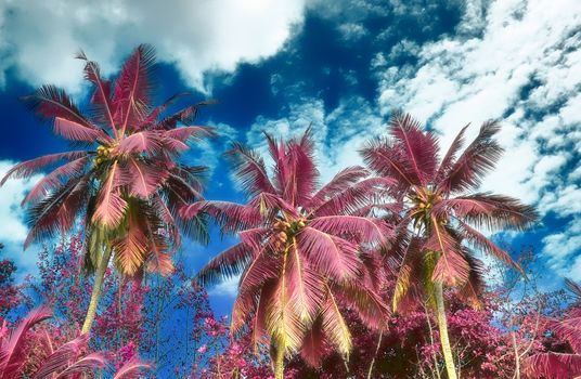 Magical fantasy infrared shots of palm trees on the Seychelles islands.