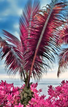 Magical fantasy infrared shots of palm trees on the Seychelles islands.