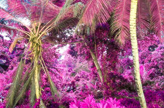 Magical fantasy infrared shots of palm trees on the Seychelles islands.