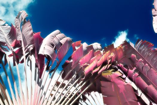 Magical fantasy infrared shots of palm trees on the Seychelles islands.