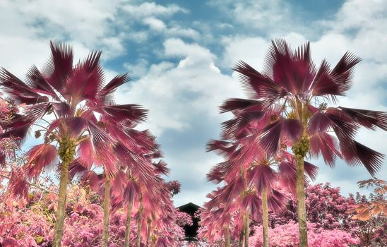 Magical fantasy infrared shots of palm trees on the Seychelles islands.