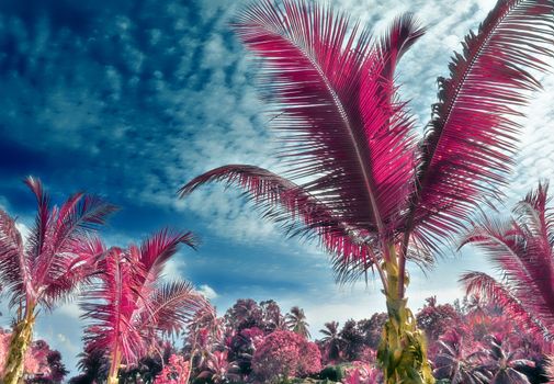 Magical fantasy infrared shots of palm trees on the Seychelles islands.