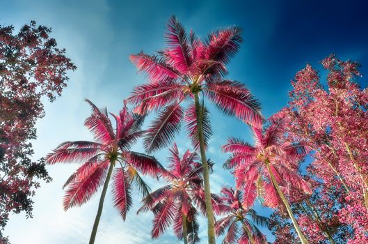 Magical fantasy infrared shots of palm trees on the Seychelles islands.