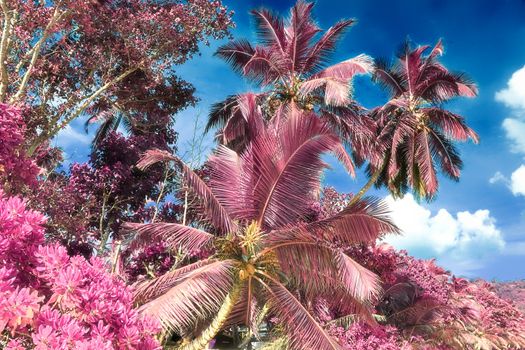 Magical fantasy infrared shots of palm trees on the Seychelles islands.