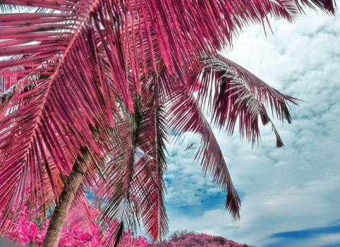 Magical fantasy infrared shots of palm trees on the Seychelles islands.