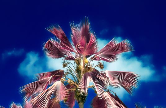 Magical fantasy infrared shots of palm trees on the Seychelles islands.