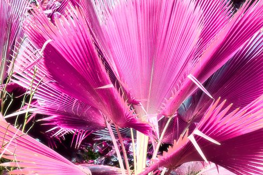 Magical fantasy infrared shots of palm trees on the Seychelles islands.