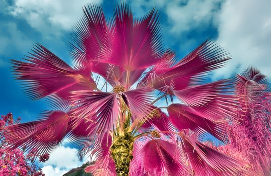 Magical fantasy infrared shots of palm trees on the Seychelles islands.