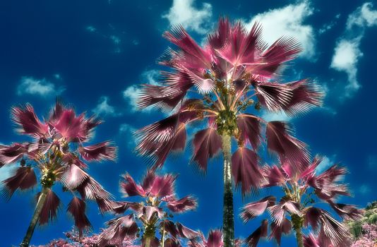 Magical fantasy infrared shots of palm trees on the Seychelles islands.