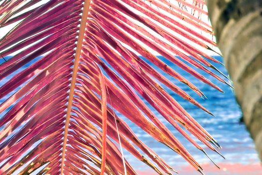 Magical fantasy infrared shots of palm trees on the Seychelles islands.