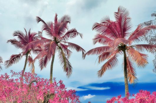 Magical fantasy infrared shots of palm trees on the Seychelles islands.