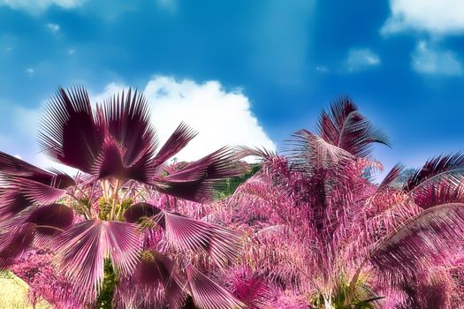 Magical fantasy infrared shots of palm trees on the Seychelles islands.