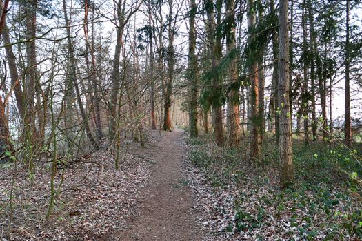 Beautiful view into a dense green forest with bright sunlight casting deep shadow.