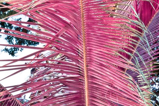 Magical fantasy infrared shots of palm trees on the Seychelles islands.