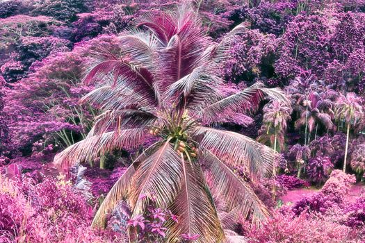 Magical fantasy infrared shots of palm trees on the Seychelles islands.