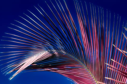 Magical fantasy infrared shots of palm trees on the Seychelles islands.