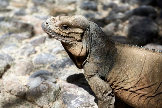 Iguana living in a zoo near Punta Cana in the Dominican Republic