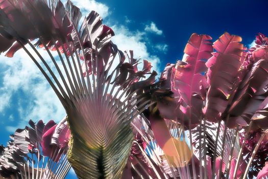 Magical fantasy infrared shots of palm trees on the Seychelles islands.