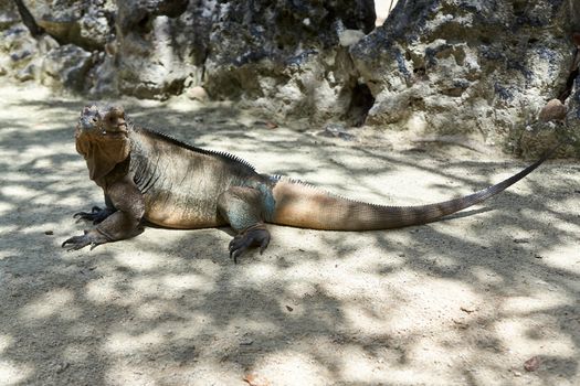 Iguana living in a zoo near Punta Cana in the Dominican Republic