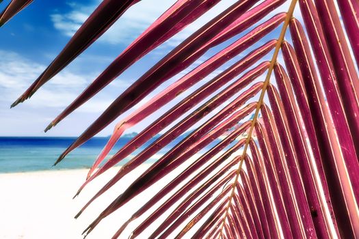 Magical fantasy infrared shots of palm trees on the Seychelles islands.