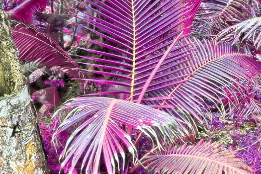 Magical fantasy infrared shots of palm trees on the Seychelles islands.