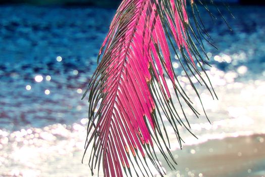 Magical fantasy infrared shots of palm trees on the Seychelles islands.