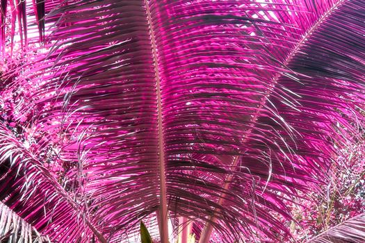 Magical fantasy infrared shots of palm trees on the Seychelles islands.