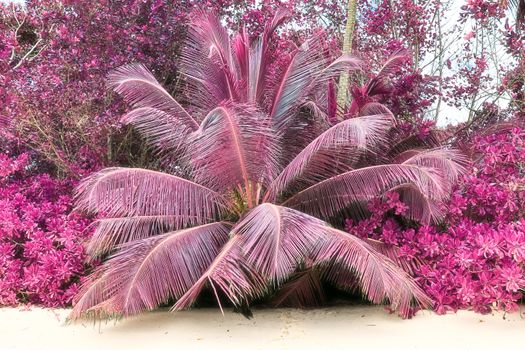 Magical fantasy infrared shots of palm trees on the Seychelles islands.